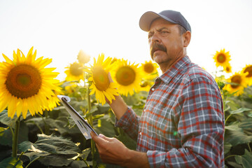 Wall Mural - Farmer standing in the sunflower field, looking at sunflower seeds. The concept of the agricultural business. 