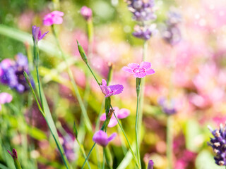 Wall Mural - Bright, beautiful floral backgrounds for different purposes.