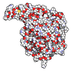 Wall Mural - Sirtuin 6 (SIRT6) protein. Linked to longevity in mammals.