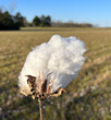 Cotton plant growing in a cotton field