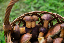 Wicker Basket Full Of Bay Bolete Mushrooms In An Autumn Forest