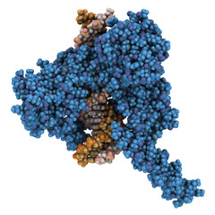 Canvas Print - Topoisomerase I (topo I) DNA binding enzyme. Target of a number of chemotherapy drugs used against cancer.