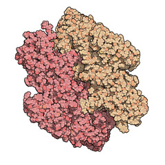 Canvas Print - Coagulation factor XIII (FXIII, A subunits), molecular structure. Crosslinks fibrin after activation to FXIIIa by thrombin.