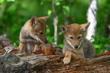  Coyote Pup (Canis latrans) on Log Looks at Sibling Summer