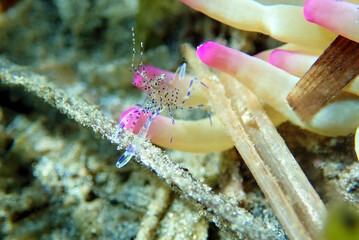 Poster - Mediterranean sea glass anemone shrimp - Periclimenes aegylios