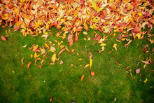 Yellow Leaves On The Lawn. View From Above.