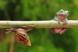 Fototapeta Zwierzęta - frogs and snails on a tree branch, frog, snail,