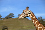 Fototapeta Zwierzęta - This giraffe walked close to its guests for a close-up photo