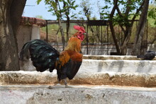 Rooster In The Farm