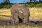 Fototapeta  - African elephant stands digging hole with tusks