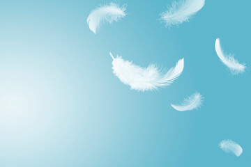 Wall Mural - Abstract White Bird Feathers Floating in The Sky. Flying Swan Feather	
