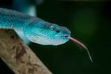 Fototapeta Zwierzęta - Close up shot of female blue viper, blue white lipped Island pit viper snake Trimeresurus insularis on a branch with bokeh background 
