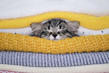 Warming Up In Winter, Gray Kitten Sleeps In A Pile Of Knitted Sweaters. Winter Season Concept. Autumn Mood.