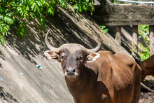 The Closeup Image Of Male Banteng.
It  Is A Species Of Wild Cattle Found In Southeast Asia.
Found On Java And Bali In Indonesia; The Males Are Black And Females Are Buff.