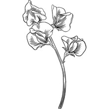 Hand Drawn Sweet Pea Flower Sketch Illustration