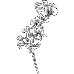 Hand drawn Sweet Pea Flower Sketch Illustration