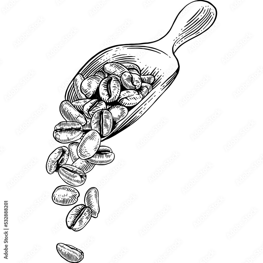 Hand drawn Scoop of Coffee Beans Sketch illustration Stock Vector ...