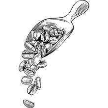 Hand Drawn Scoop Of Coffee Beans Sketch Illustration