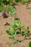 Fototapeta  - Green pea sprouts in the field