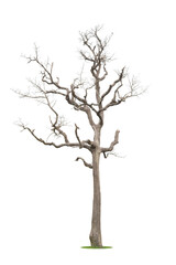 Wall Mural - Dead tree isolated on a white background, clipping  path.