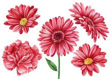 Red Flowers On A White Background, A Set Of Watercolor Floral Elements For Design. Gerbera, Chrysanthemum, Carnation