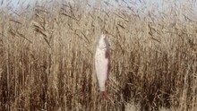 Carp Hangs And Twitches On A Fish Hook Against The Backdrop Of Lake Reeds