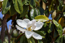 Close-up Of A White Magnolia And View Of A Bee On The Flower Stamens.