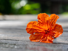 Small Orange Flower Is Falling Down To The Wooden Floor.