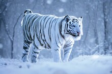 3D Rendering Close Up Of A Big White Tiger Standing. Bleached Tiger Of India In A Snowy Forest And Winter Background.
