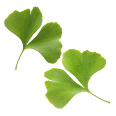 Wall Mural - Ginkgo biloba fresh leaves  on white background