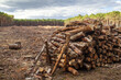 Poostałość po zrębie lasu ora drewno gotowe do wywózki 
