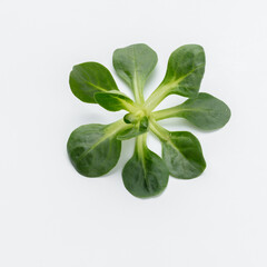Wall Mural - Corn Salad Leaves isolated on white background.
