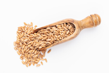 Wall Mural - Scoop with wheat grains and spikelets on white background.