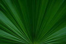 Abstract Green Palm Leaf Texture, Nature Background, Tropical Leaf