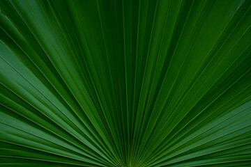 Canvas Print - abstract green palm leaf texture, nature background, tropical leaf