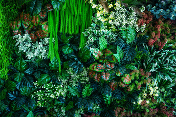 Fotobehang - Full Frame of Green Leaves Pattern Background, Nature Lush Foliage Leaf Texture, tropical leaf
