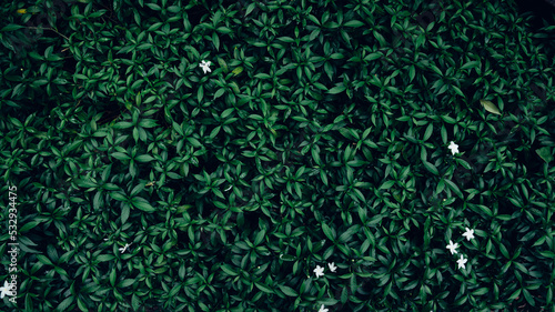 Papier Peint - Full Frame of Green Leaves Pattern Background, Grass wall texture.
