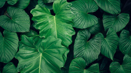 closeup nature view of green leaf and palms background. Flat lay, dark nature concept, tropical leaf