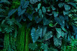 closeup nature view of tropical leaves, Background with dark green tropical leaf.