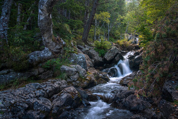 Sticker - Forest with river and small waterfalls