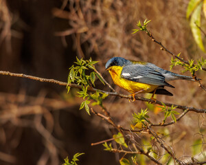 Wall Mural - A small and colorful songbird perched on a tree branch on a sunny day