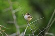 Zitting cisticola bird chirping on a branch of a plant 