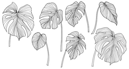 Leaves isolated on white. Tropical leaves. Hand drawn png illustration