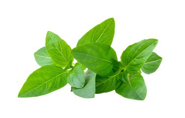 Wall Mural - Sweet basil  isolated on transparent png