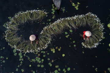 Workers with  flowers. Waterlily harvest from aerial top down view. Women in traditional clothes and  hats working in waste deep water. Mekong delta, Vietnam