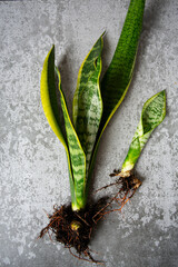 Poster - Sansevieria trifasciata with roots on grey cement surface