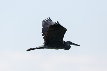 Wall Mural - silhouette of isolated gray heron (ardea cinerea) in flight