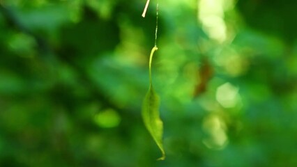 Wall Mural - a leaf of a tree hanging on a cobweb in the forest is spinning in the wind. unusual picture in the w