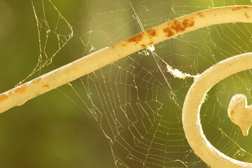 spider web with dew drops