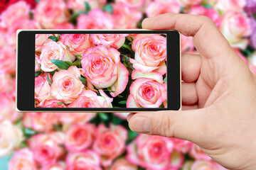 Poster - Natural background of beautiful pink roses on the smartphone screen. Fresh flowers.